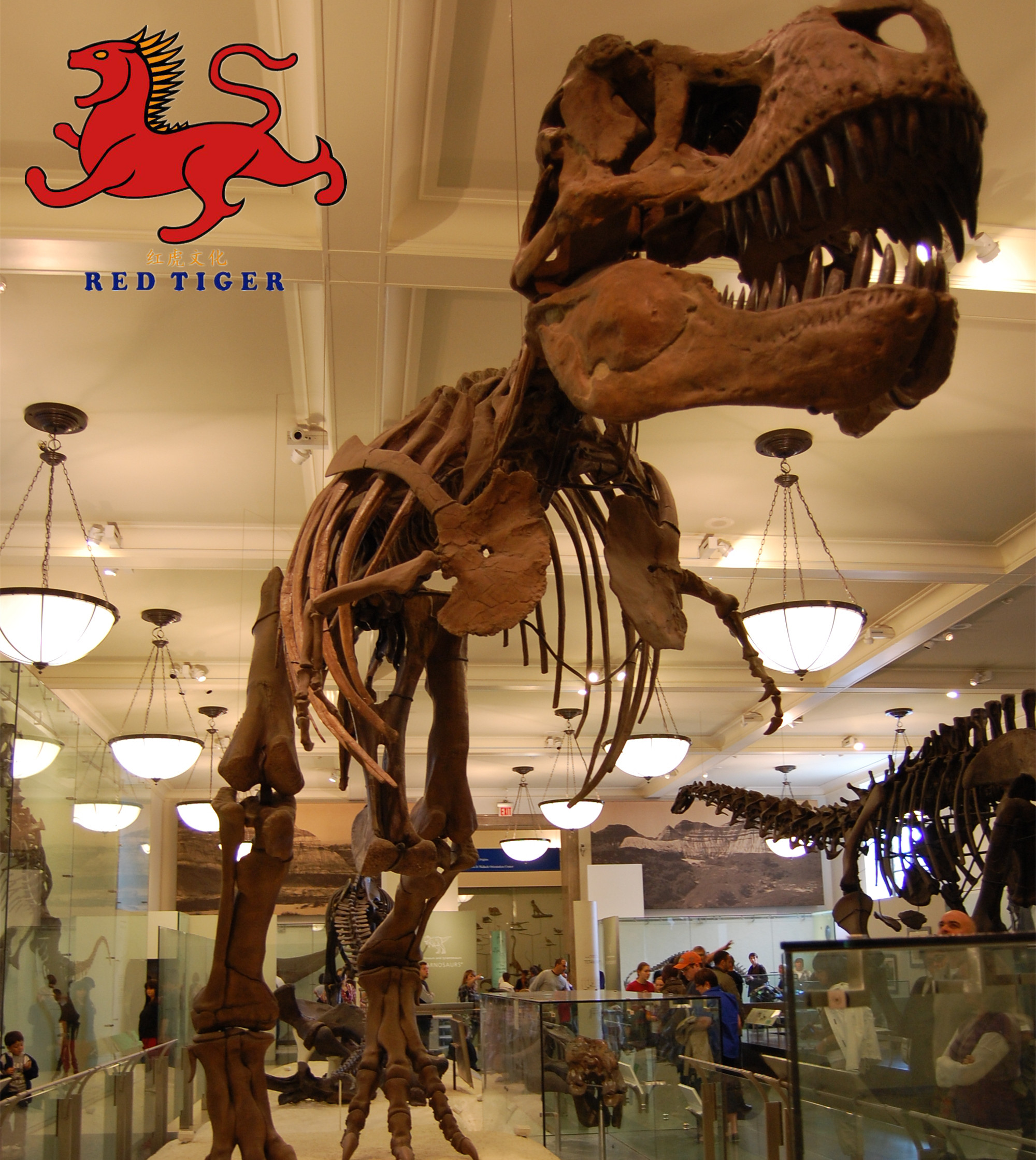 High Simulation Dinosaur  fossil for museum